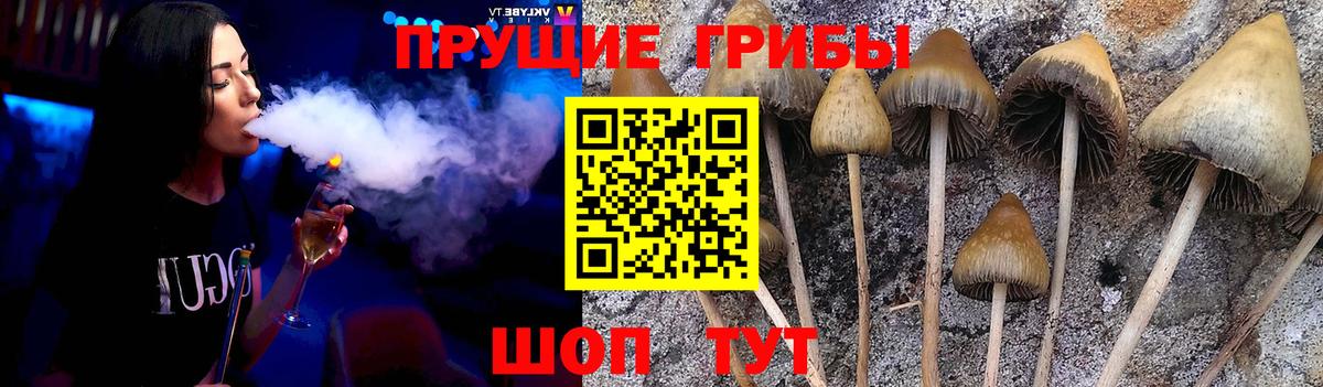 Осинники  Галлюциногенные грибы прущие грибы  Псилоцибиновые грибы GOLDEN TEACHER  Вход с VPN 